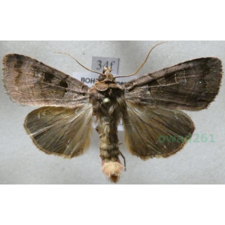 Xestia stigmatica (Hübner, 1813) Rolnica Czech34f